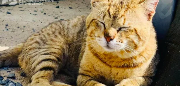 Sergente s'innamora di un gatto in Medio Oriente